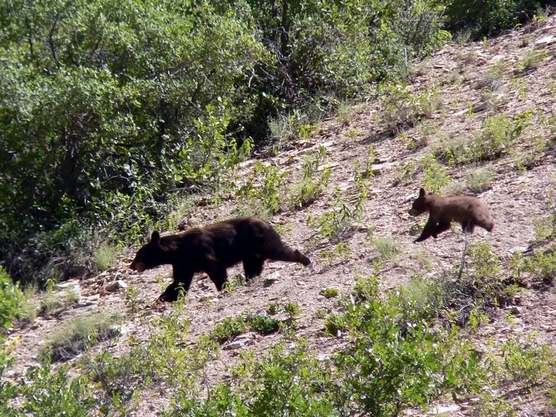 Bear13.jpg