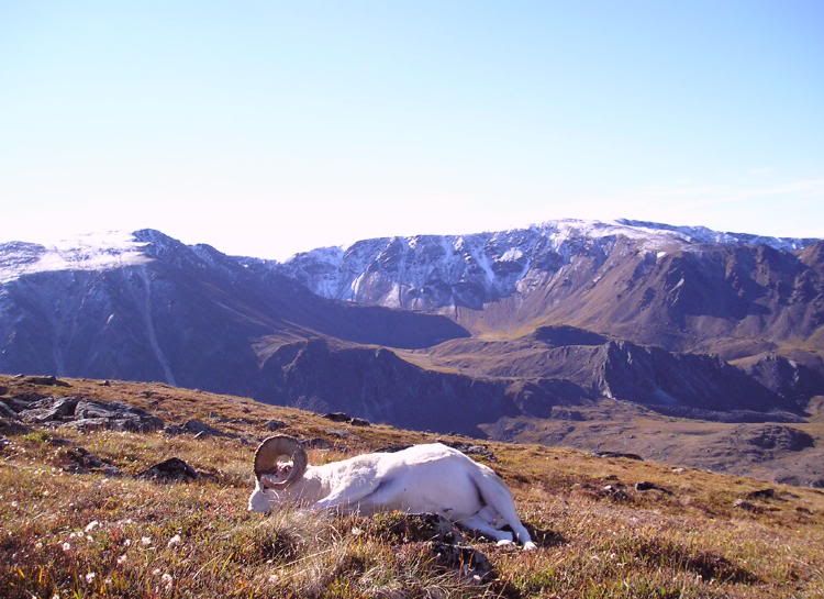 Sheep15.jpg