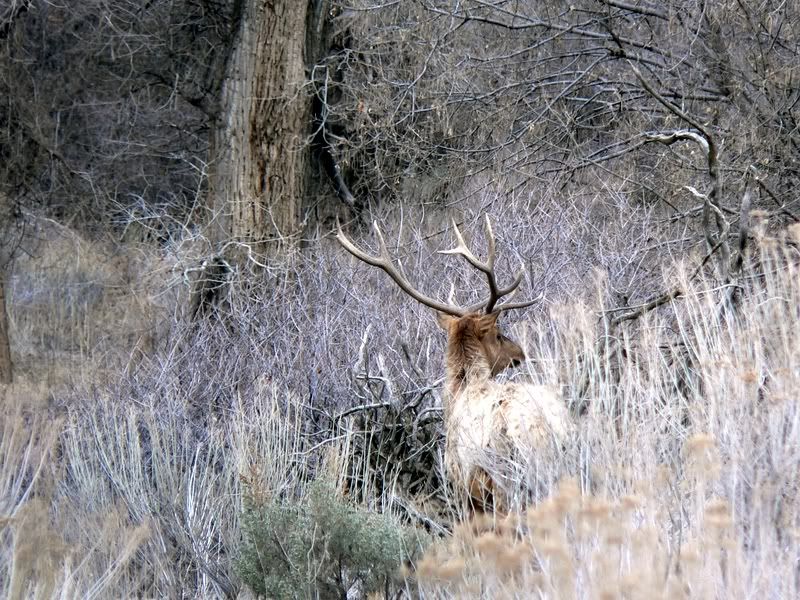 Bull1-2.jpg