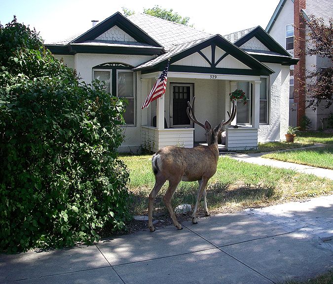 4thofJuly_zps5035d25b.jpg
