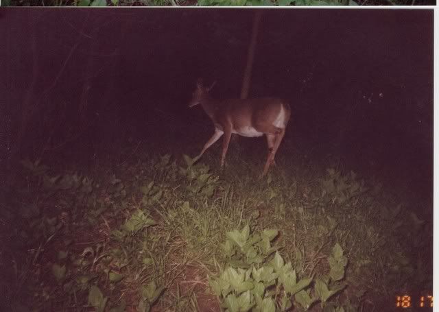 deer27.jpg