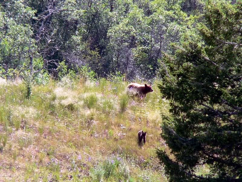 Bear6.jpg