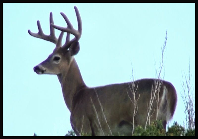 3bucks2.jpg