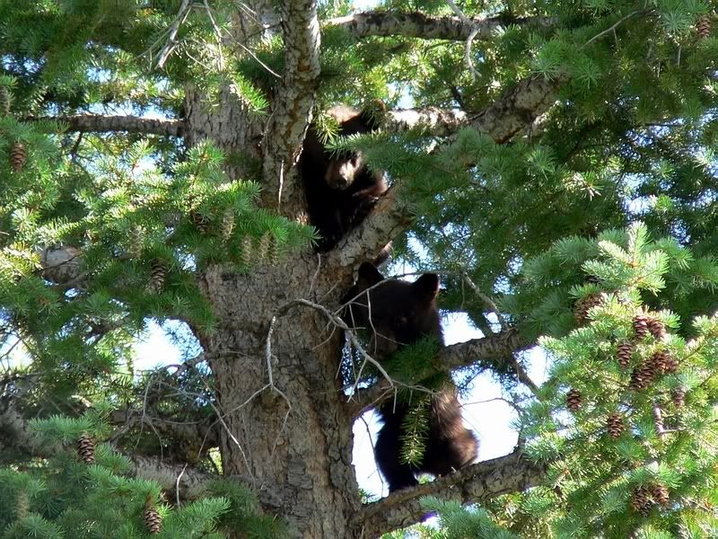 Bear9.jpg