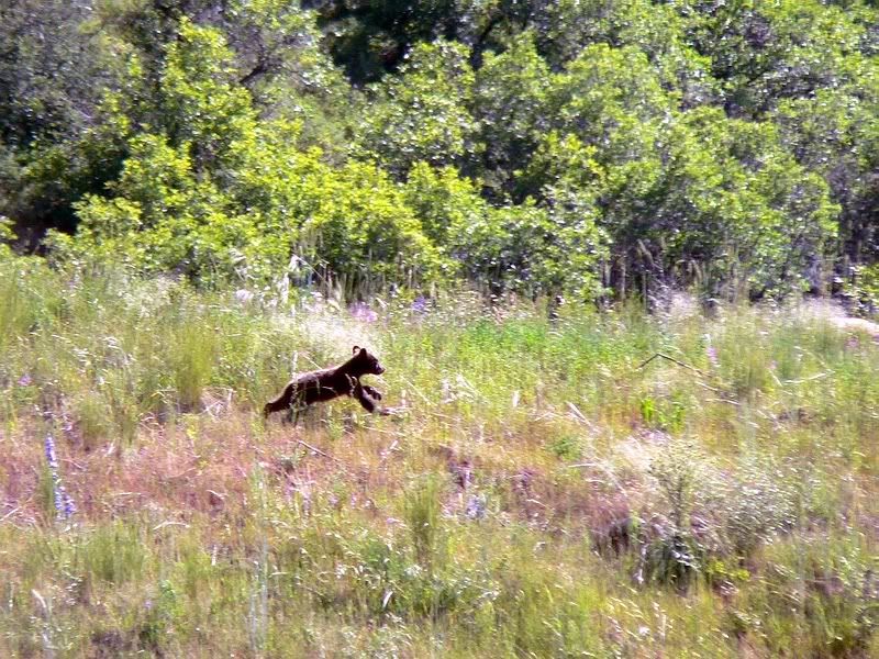 Bear10.jpg