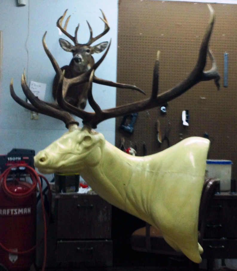 2013_elk_taxidermy_started.jpg