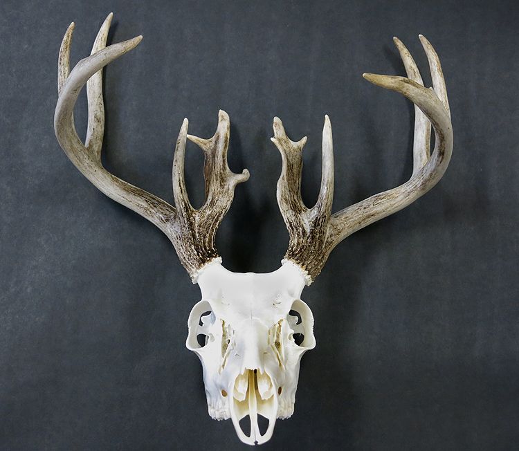 WhitetailBrowTines_zps32115834.jpg~original