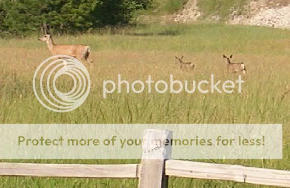 Deerpics.jpg