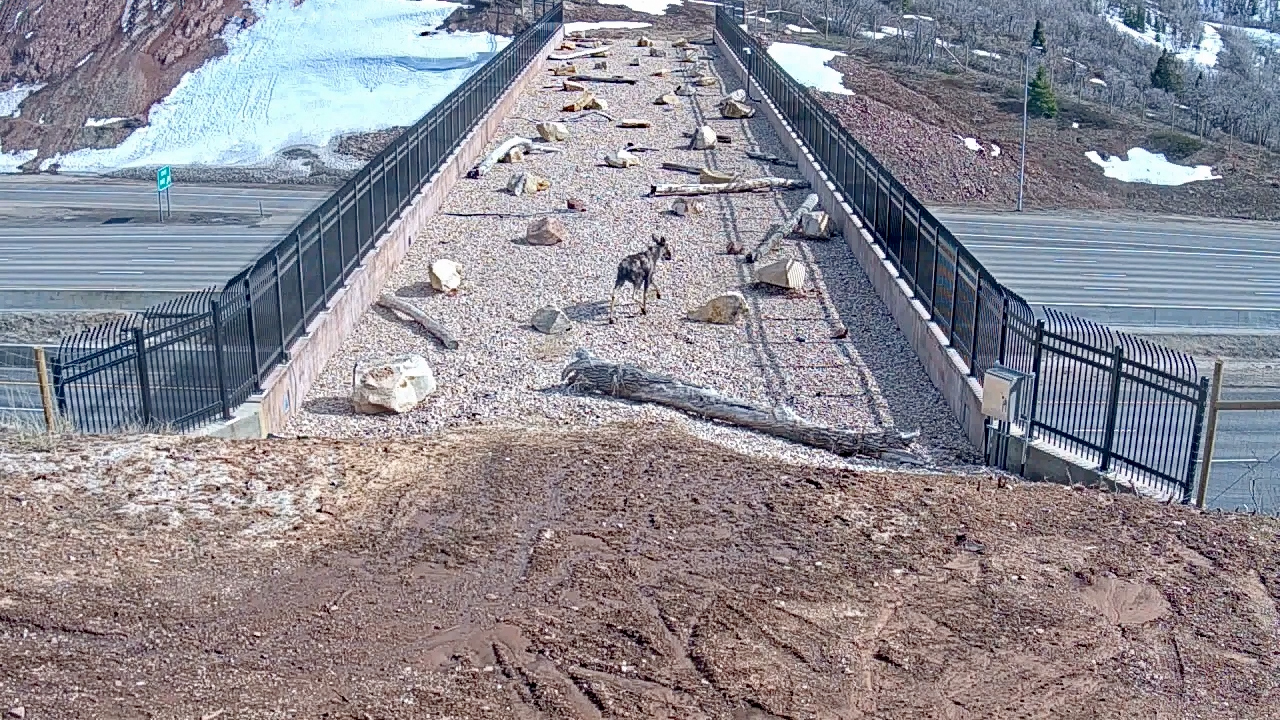 wildlifemigration.utah.gov