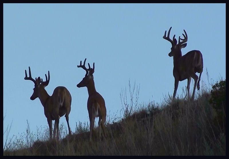 3bucks.jpg