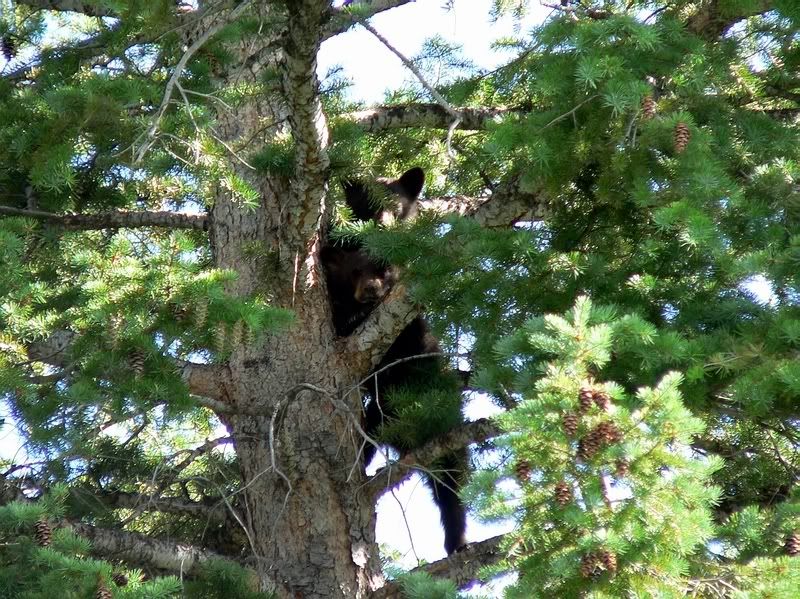Bear8.jpg