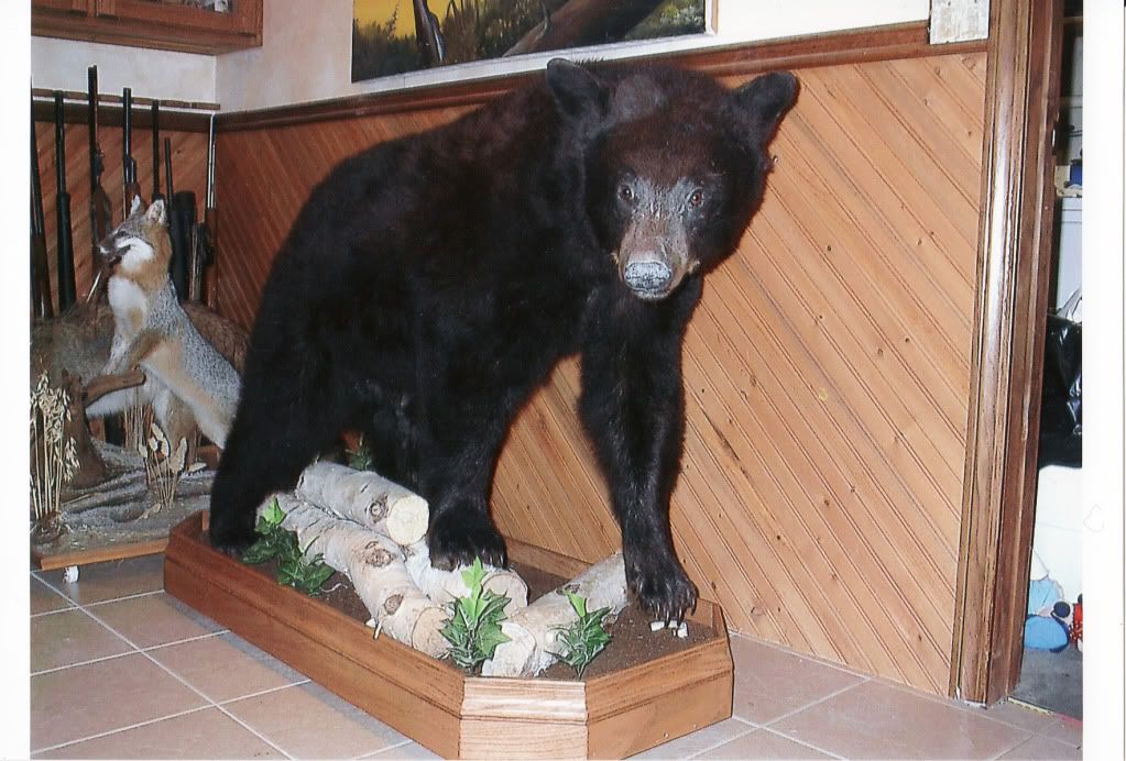 bear.jpg