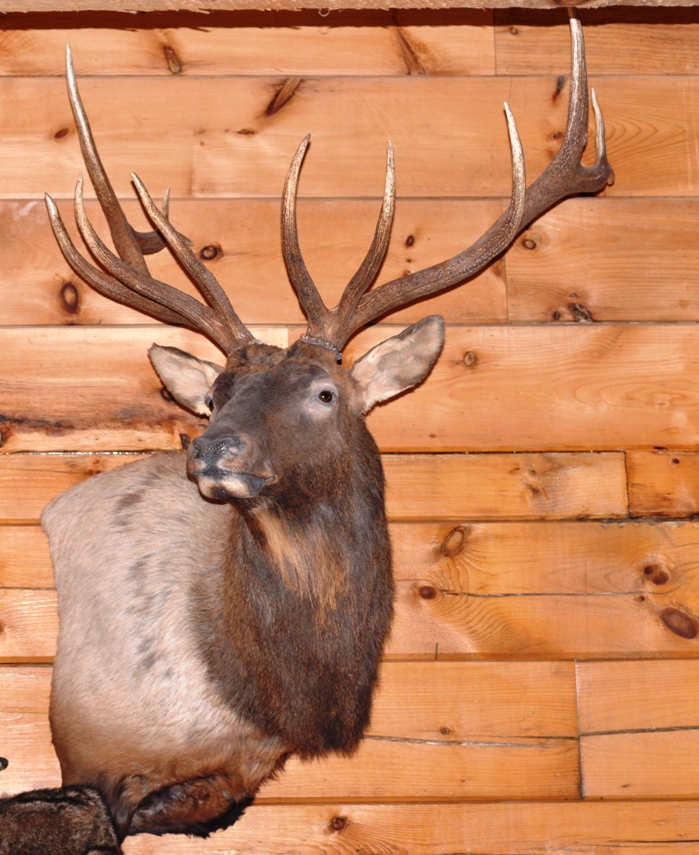 elk1_001.jpg