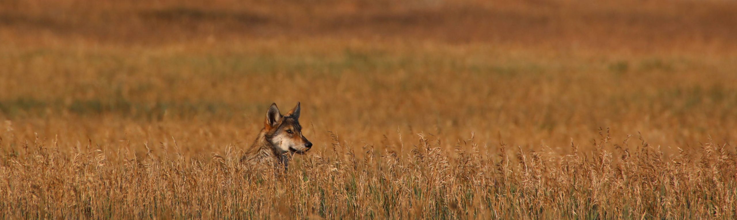 rewilding.org