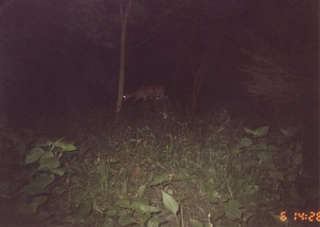 deer38.jpg