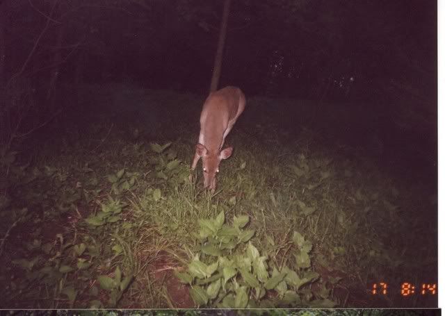 deer25.jpg