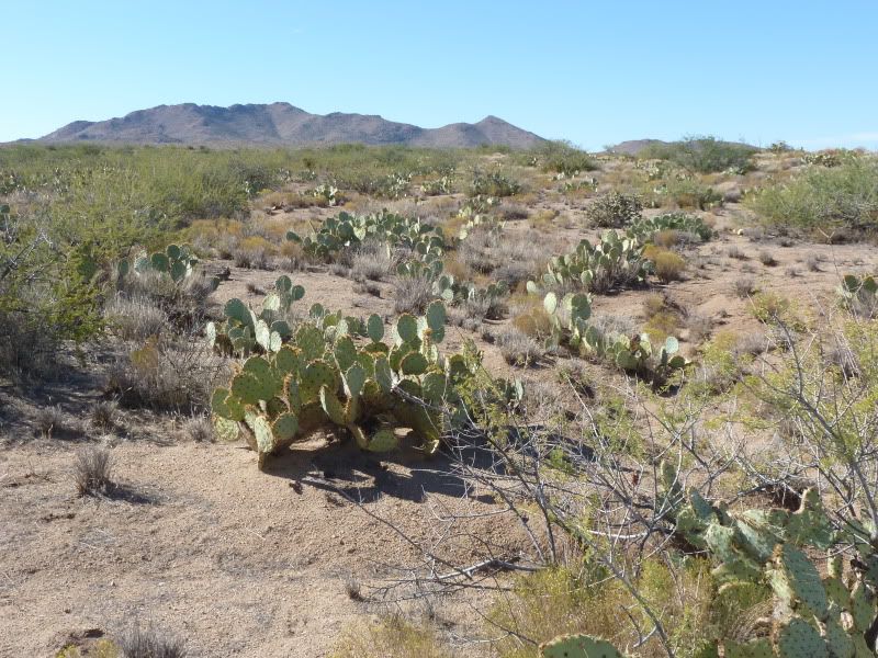 8-27quail002.jpg