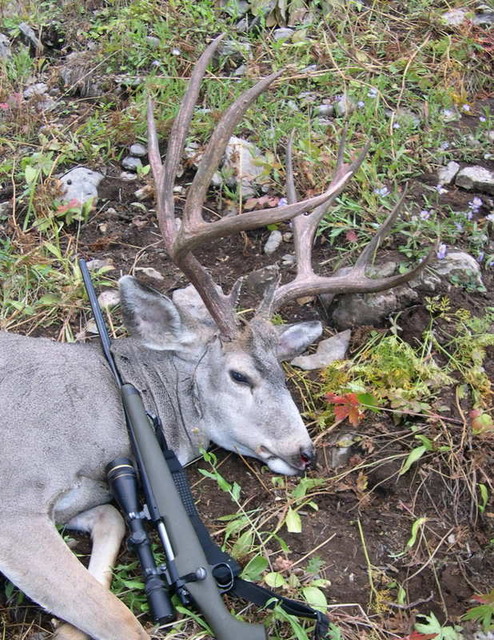 2005WyomingDeer4.jpg
