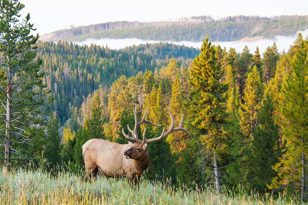 www.rmef.org