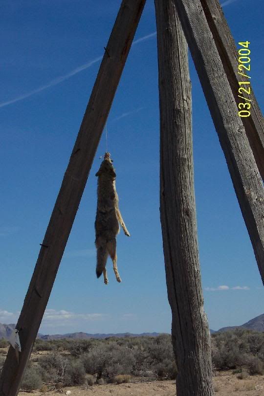 swingin_yote_1.jpg