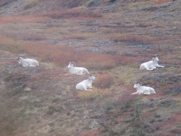 dall-sheep-rams.jpg