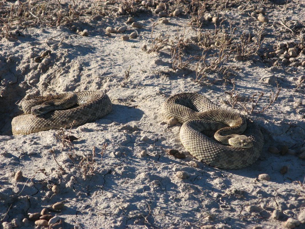 IMG-1356.jpg
