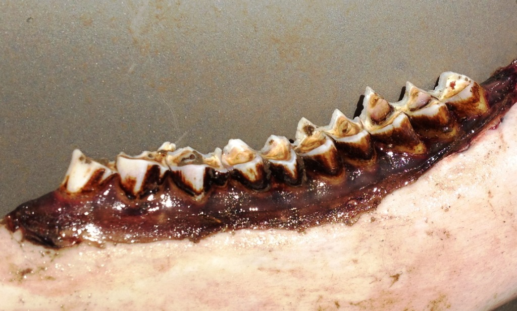 antelope_jawbone.jpg