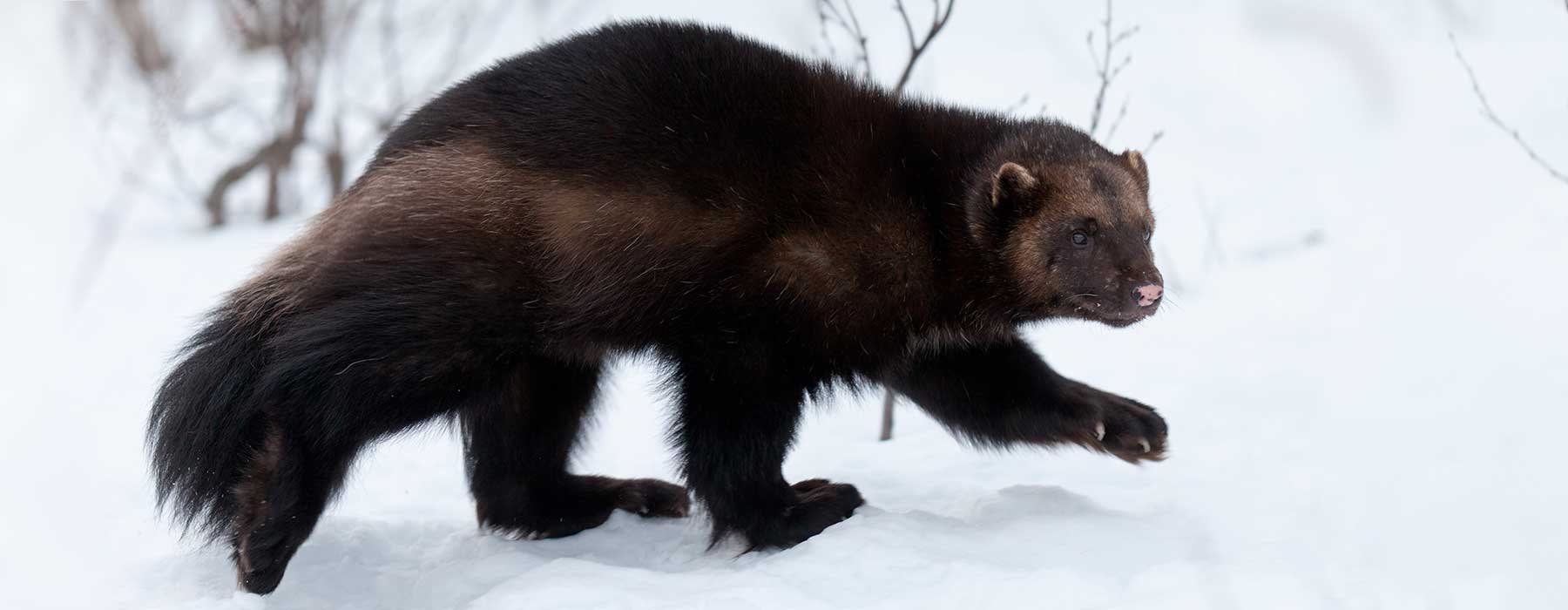 wildearthguardians.org