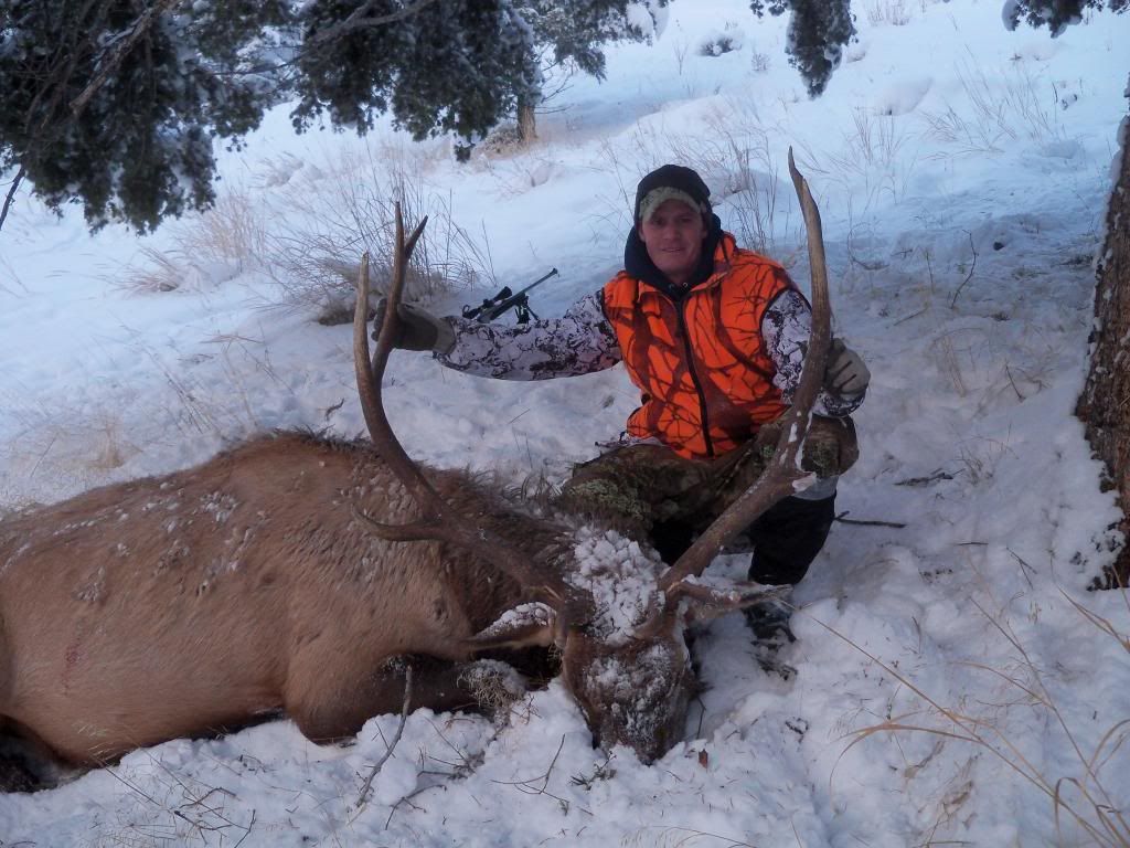 2010elk.jpg