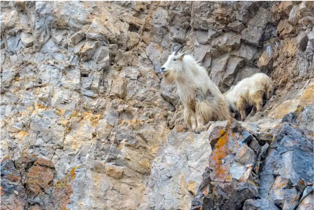 jacksonholepress.com