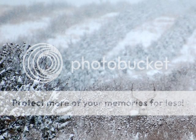 snowbuck01.jpg