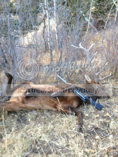 elk5.jpg