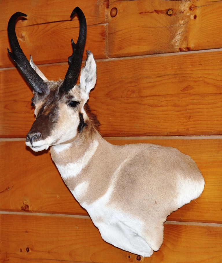 pronghorn4.jpg