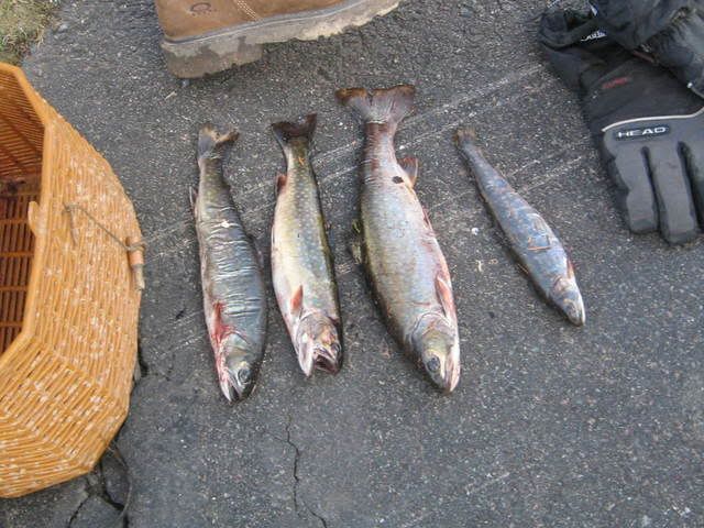 IMG_0143.jpg
