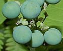 [photo of fruit]
