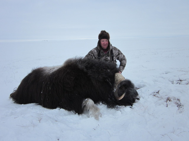 muskox%20100.JPG