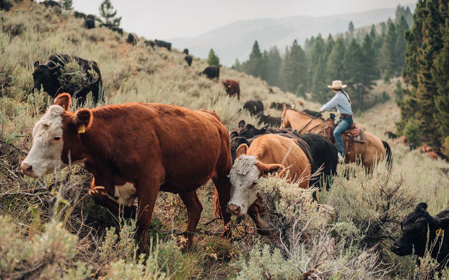 onland.westernlandowners.org