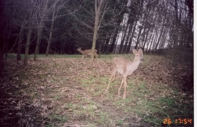 deer10.jpg