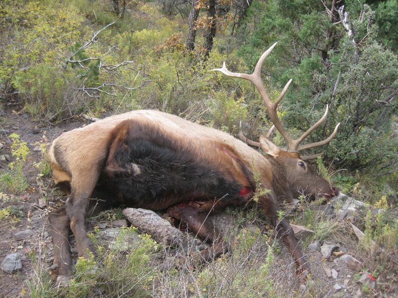 2010_NM_Elk_Down.jpg