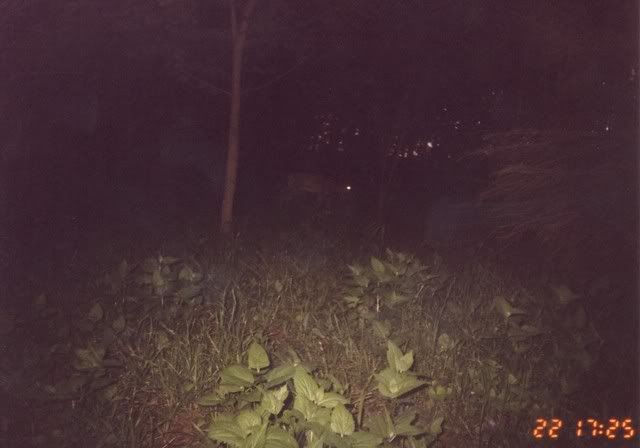 deer15.jpg
