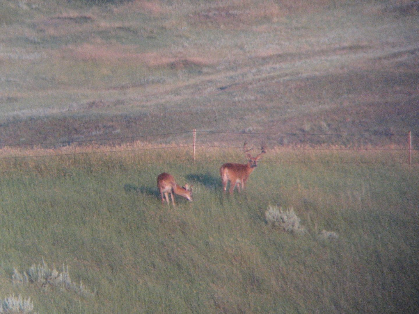 whitetailbucks8-4-10009.jpg