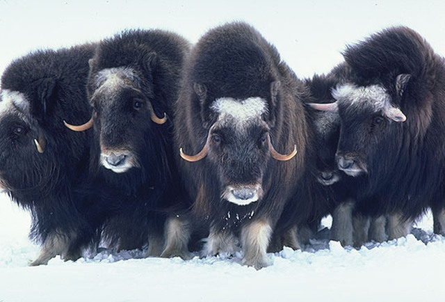 muskox.jpg