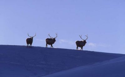 normal_4866-Bull-elk-Lamar-Valley-in-winter.jpg