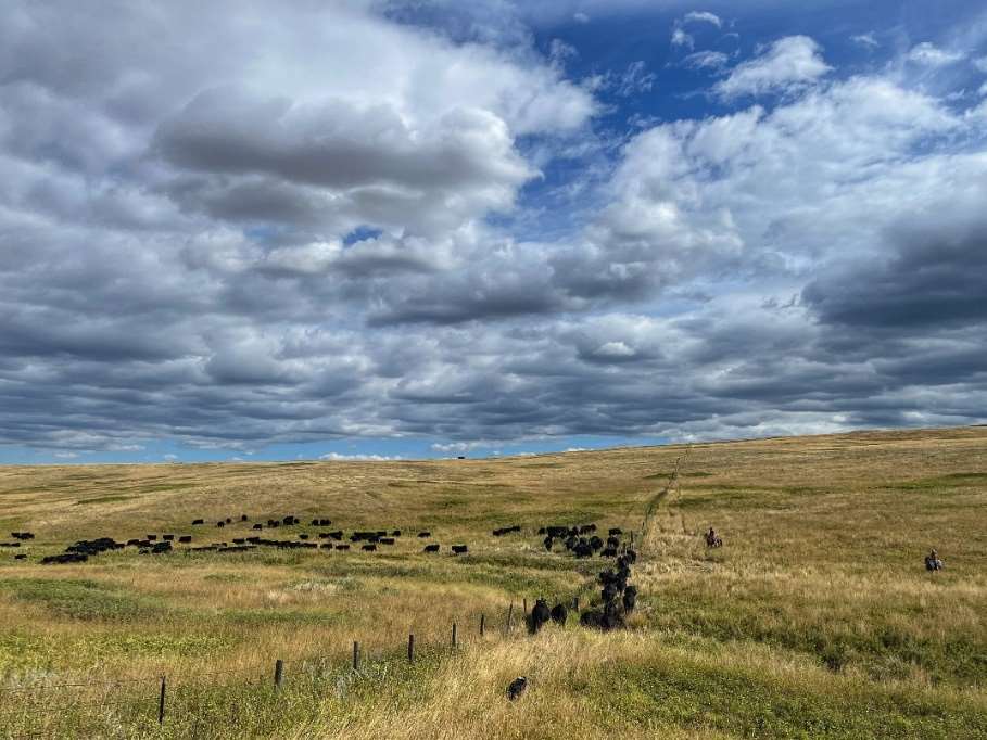 montanawildlife.org