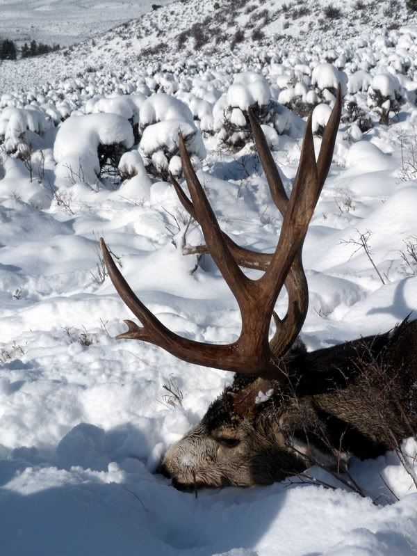 Buck1.jpg