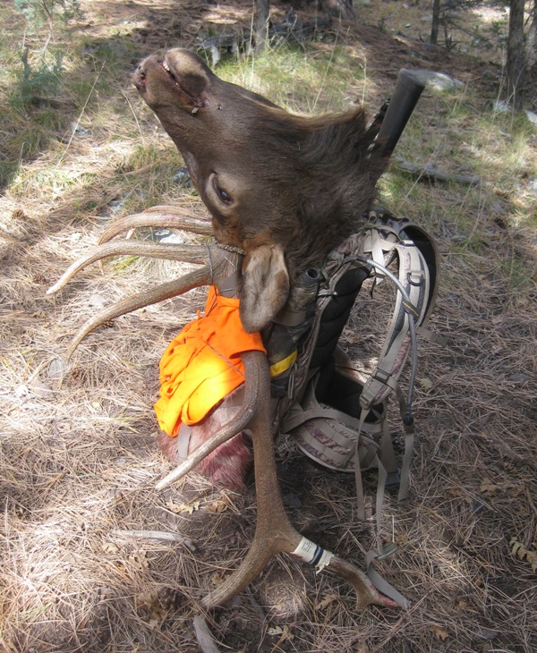 2010_NM_Elk_Packstand.jpg