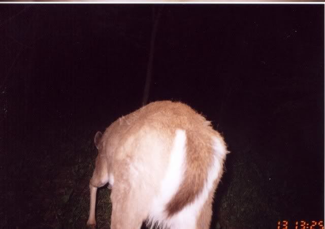 deer34.jpg