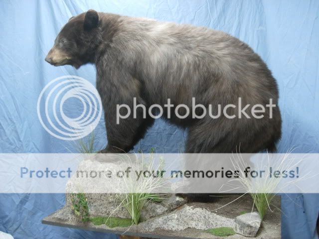 BlackBearMounts006.jpg