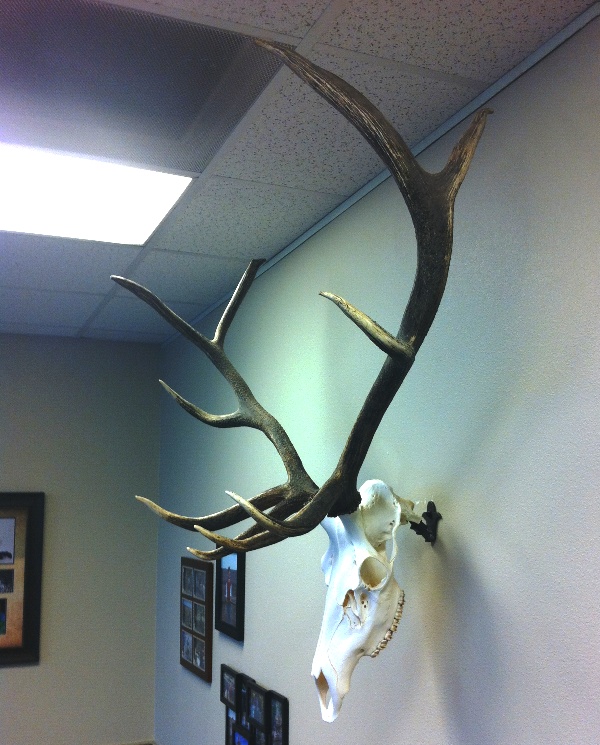 elk_skull_mount1.jpg