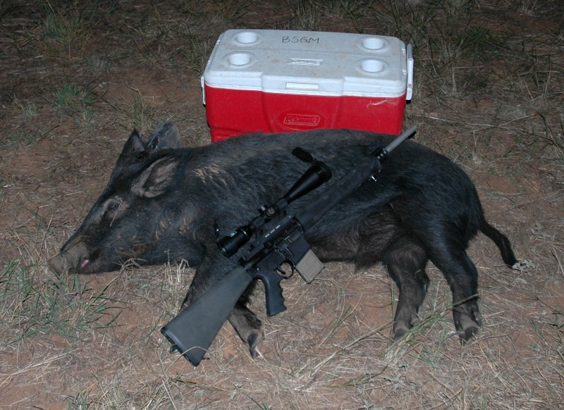 piggie_cooler.jpg